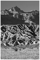 Yellow wildflowers in bloom belows the Armagosa Mountains, late afternoon. Death Valley National Park, California, USA. (black and white)