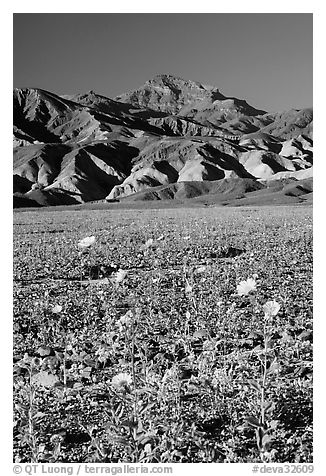 Desert Gold in bloom on flats bellow the Armagosa Mountains, late afternoon. Death Valley National Park, California, USA.