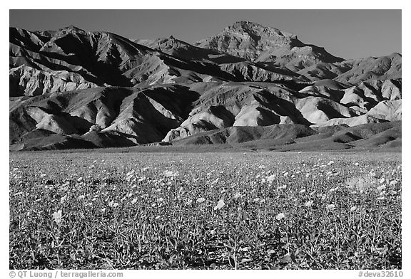 Desert Gold blooming on flats bellow the Armagosa Mountains, late afternoon. Death Valley National Park (black and white)