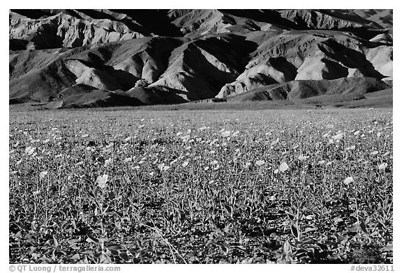 Desert Gold in bloom and badlands, late afternoon. Death Valley National Park (black and white)