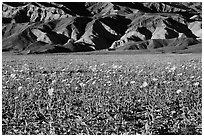 Desert Gold in bloom and badlands, late afternoon. Death Valley National Park, California, USA. (black and white)