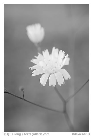 Primerose. Death Valley National Park (black and white)