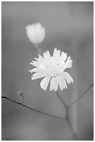 Primerose. Death Valley National Park ( black and white)