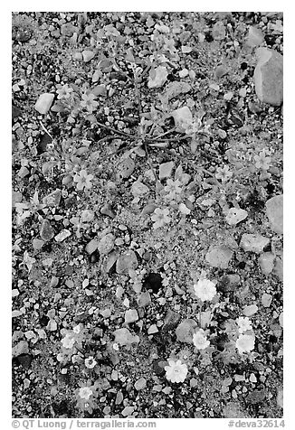 Desert wildflowers. Death Valley National Park (black and white)
