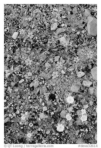 Desert wildflowers. Death Valley National Park (black and white)