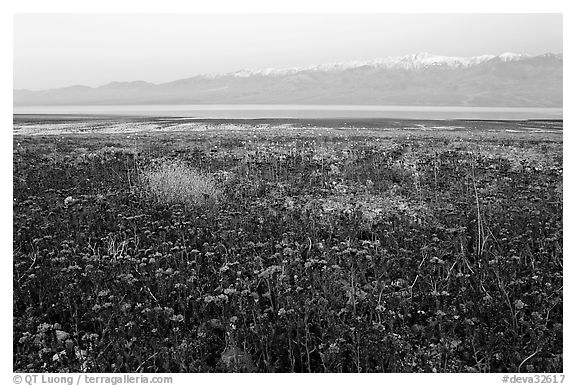 Phacelia and Panamint range at dawn. Death Valley National Park (black and white)