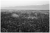 Phacelia and Panamint range at dawn. Death Valley National Park ( black and white)