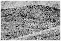 Hills covered with rare carpet of yellow wildflowers. Death Valley National Park, California, USA. (black and white)