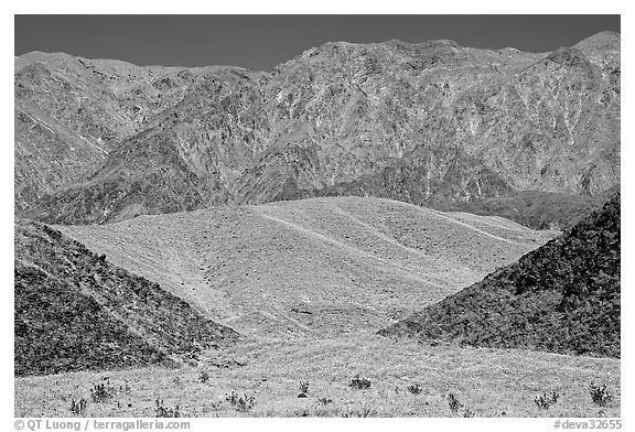 Hills covered with yellow blooms and Smith Mountains, morning. Death Valley National Park, California, USA.