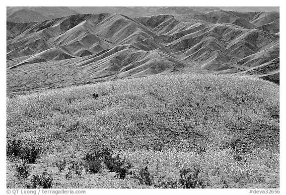 Butte and Owlshead Mountains, dotted with wildflowers. Death Valley National Park (black and white)