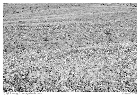 Ridges near Ashford Mill carpetted with Desert Gold. Death Valley National Park (black and white)