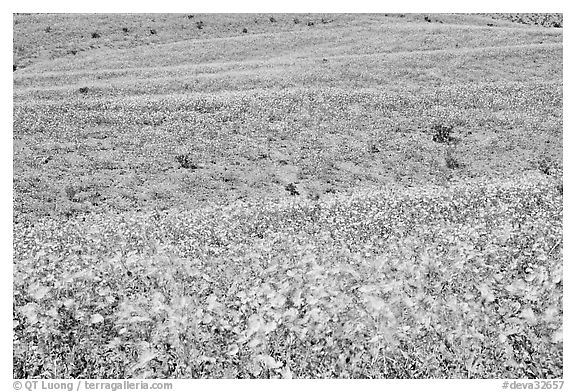 Ridges near Ashford Mill carpetted with Desert Gold. Death Valley National Park, California, USA.