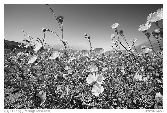 Desert Gold seen close, with Valley in the background near Ashford Mill. Death Valley National Park (black and white)