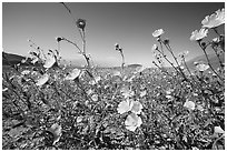 Desert Gold seen close, with Valley in the background near Ashford Mill. Death Valley National Park ( black and white)