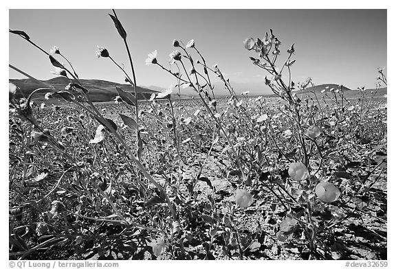 Desert Gold and Desert Five Spot, with Valley in the background near Ashford Mill. Death Valley National Park (black and white)