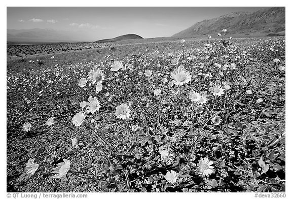 Desert Gold seen close, with Shoreline Butte and Valley in the background near Ashford Mill. Death Valley National Park, California, USA.