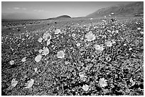 Desert Gold seen close, with Shoreline Butte and Valley in the background near Ashford Mill. Death Valley National Park, California, USA. (black and white)