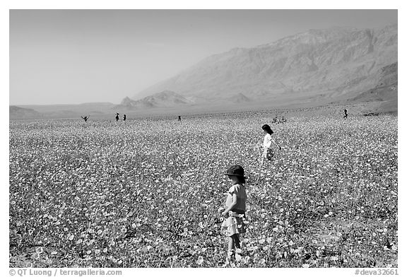 Children in a carpet of Desert Gold near Ashford Mill. Death Valley National Park (black and white)
