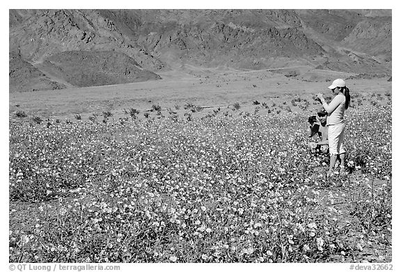 Couple videotaping and photographing in a field of Desert Gold near Ashford Mill. Death Valley National Park (black and white)
