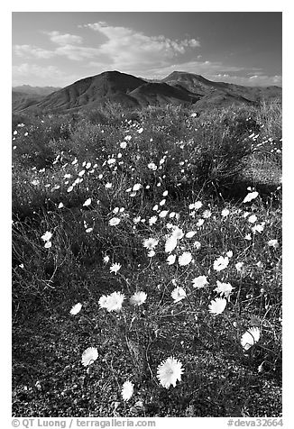 Desert Dandelion flowers above Jubilee Pass, afternoon. Death Valley National Park (black and white)