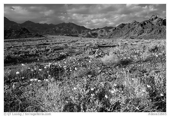 Gravel Ghost wildflowers and Black Mountains below Jubilee Pass, late afternoon. Death Valley National Park (black and white)