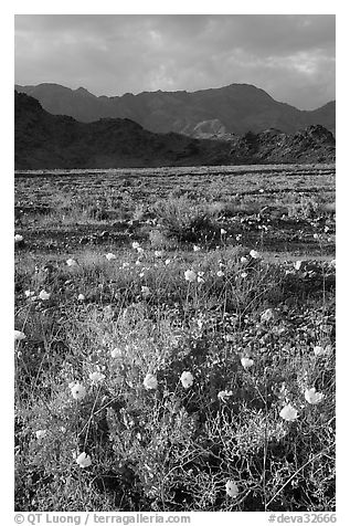 Desert with Gravel Ghost wildflowers and Black Mountains. Death Valley National Park (black and white)