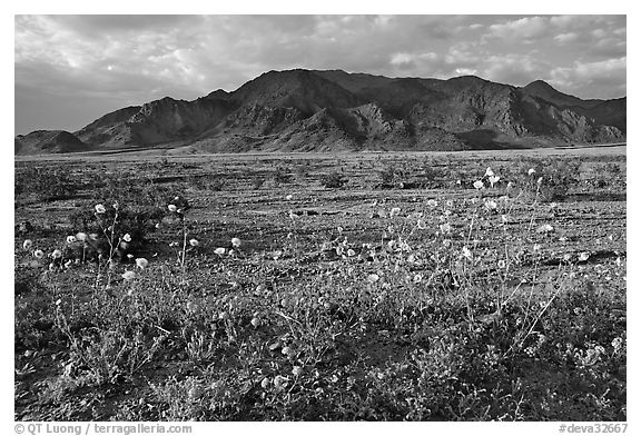 Wildflowers and Black Mountains below Jubilee Pass, late afternoon. Death Valley National Park (black and white)