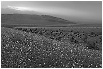 Field of Desert Gold and Owlshead Mountains near Ashford Mill, sunset. Death Valley National Park ( black and white)