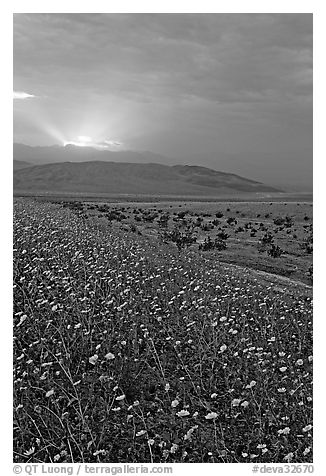 Carpet of Desert Gold and Owlshead Mountains near Ashford Mill, sunset. Death Valley National Park (black and white)