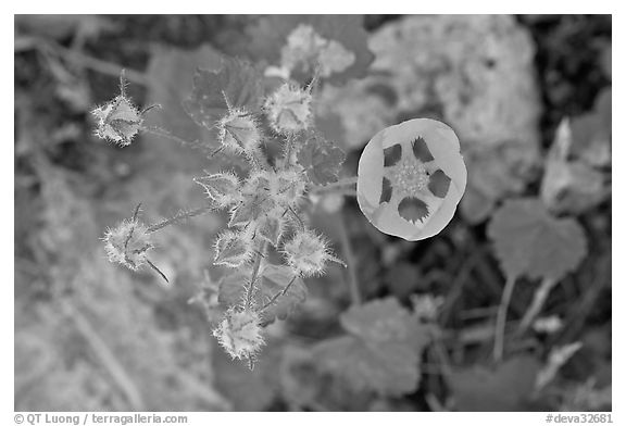 Rare Desert Five Spot. Death Valley National Park (black and white)