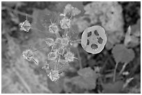 Rare Desert Five Spot. Death Valley National Park ( black and white)