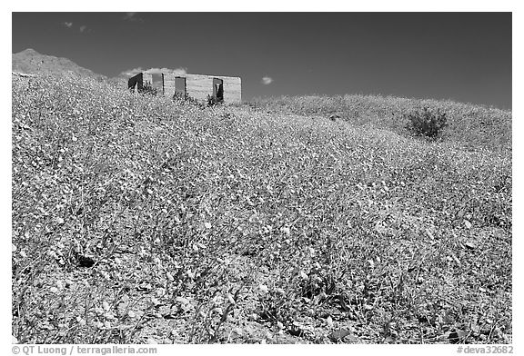 Hills covered with Desert Gold and Ashford Mill. Death Valley National Park (black and white)