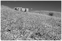 Hills covered with Desert Gold and Ashford Mill. Death Valley National Park ( black and white)