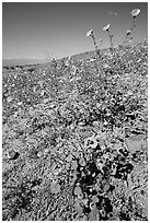 Desert Five Spot and Desert Gold near Ashford Mill. Death Valley National Park, California, USA. (black and white)