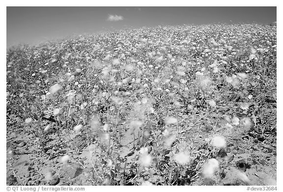 Desert Gold blured by wind gusts near Ashford Mill. Death Valley National Park (black and white)
