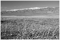 Desert Gold and snowy Panamint Range, morning. Death Valley National Park, California, USA. (black and white)