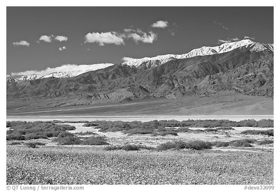 Yellow blooms, creek, and Panamint Range, morning. Death Valley National Park (black and white)