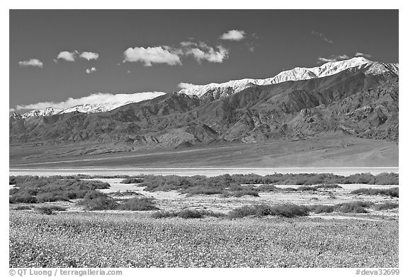 Yellow blooms, creek, and Panamint Range, morning. Death Valley National Park, California, USA.