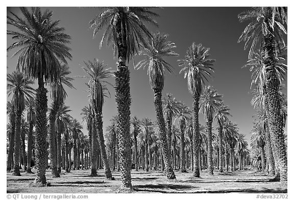 Palm trees in Furnace Creek Oasis. Death Valley National Park (black and white)