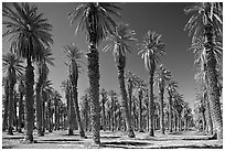 Palm trees in Furnace Creek Oasis. Death Valley National Park, California, USA. (black and white)