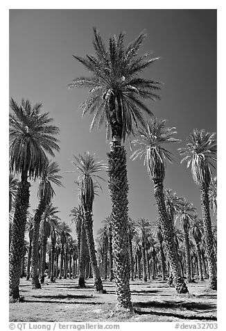 Date Palms in Furnace Creek Oasis. Death Valley National Park (black and white)