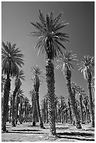 Date Palms in Furnace Creek Oasis. Death Valley National Park, California, USA. (black and white)