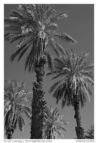Date palm trees in Furnace Creek Oasis. Death Valley National Park (black and white)