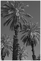 Date palm trees in Furnace Creek Oasis. Death Valley National Park, California, USA. (black and white)