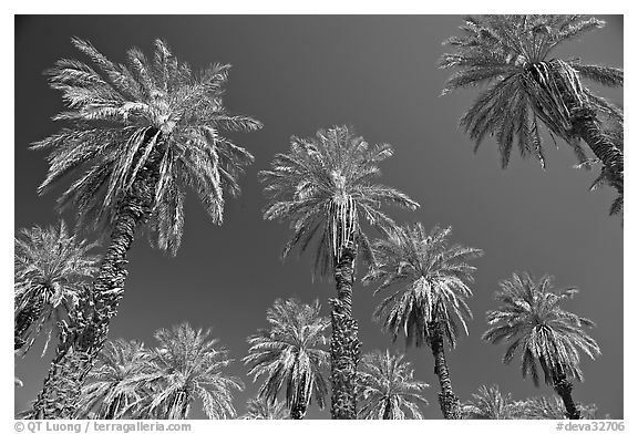 Date trees in Furnace Creek Oasis. Death Valley National Park (black and white)