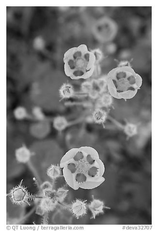 Close-up of Desert Five Spot flowers. Death Valley National Park (black and white)