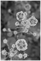 Close-up of Desert Five Spot flowers. Death Valley National Park, California, USA. (black and white)