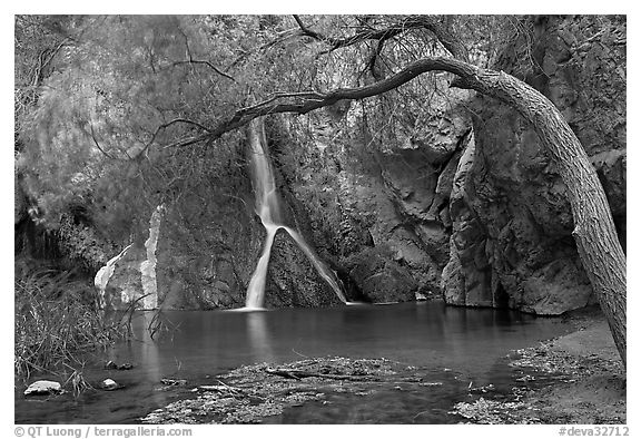 Desert Oasis with Darwin Falls. Death Valley National Park, California, USA.