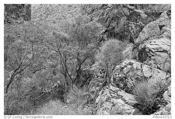 Cottonwoods in Darwin canyon. Death Valley National Park, California, USA.