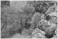 Cottonwoods in Darwin canyon. Death Valley National Park, California, USA. (black and white)